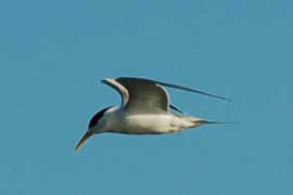 tern